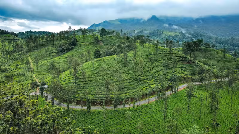 Tea Garden