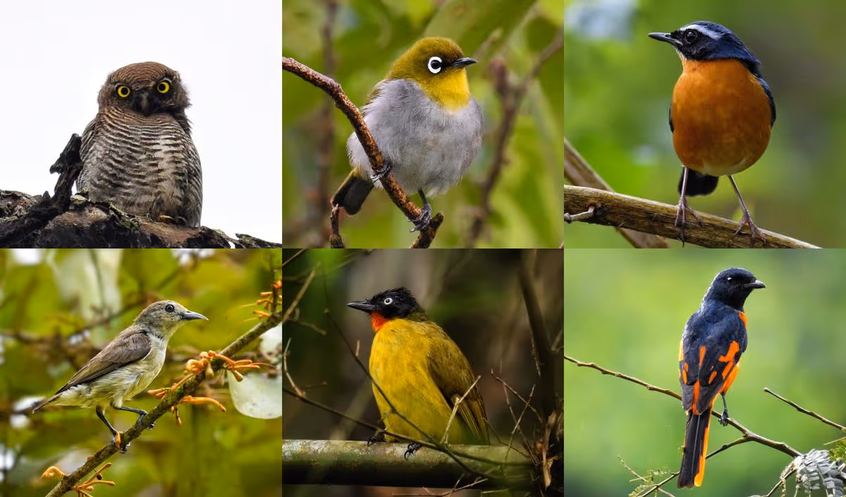 Birds of Sintra Villa Preview